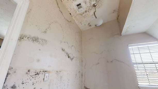 Best Water Damage & Mold Remediation  in Dundee, MI