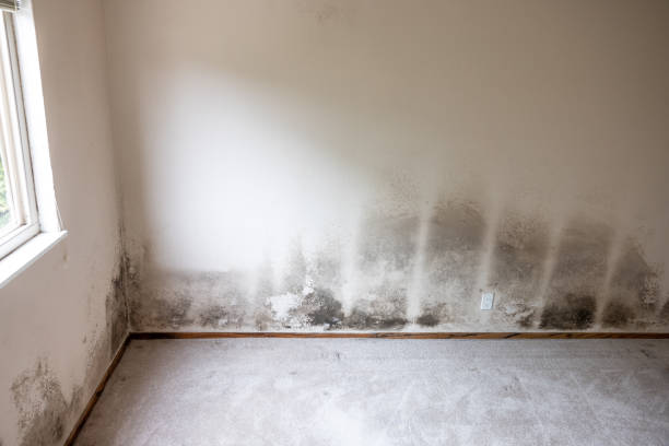 Best Emergency Mold Remediation  in Dundee, MI